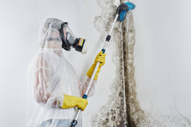 Best Residential Mold Remediation in Dayton, TX