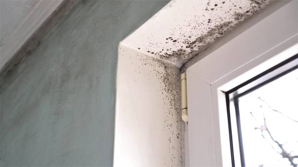 Best HVAC Mold Remediation in Dayton, TX