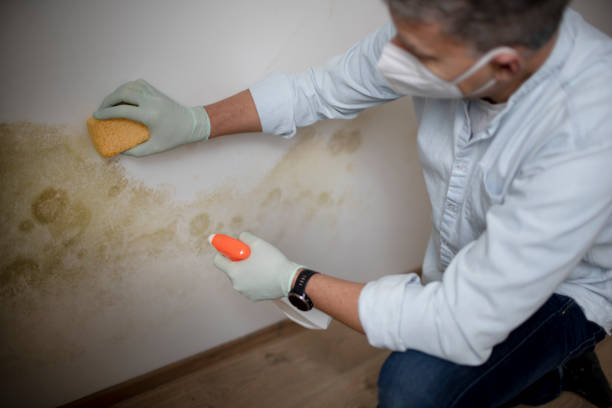 Best Basement Mold Remediation in Dayton, TX