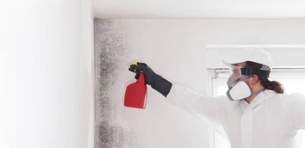 Best Commercial Mold Remediation in Dayton, TX