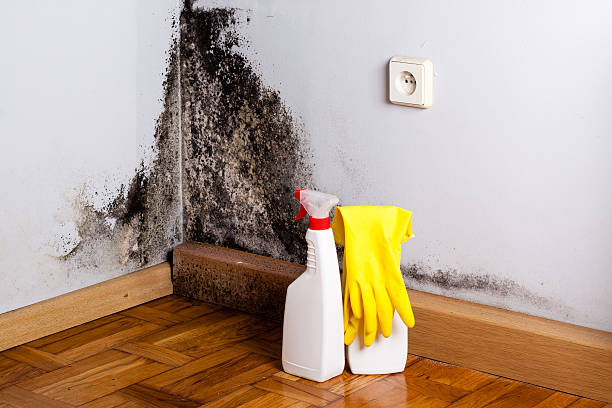 Best Basement Mold Remediation in Dayton, TX